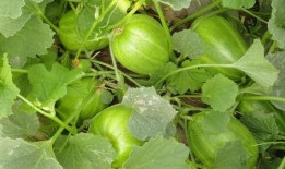 甜瓜生物爆料视频下载,视频爆料背后的秘密与启示