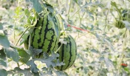 吃大瓜网红区,揭秘网红区“吃大瓜”背后的秘密与魅力